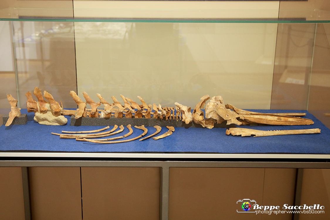 VBS_9132 - Museo Paleontologico - Asti.jpg